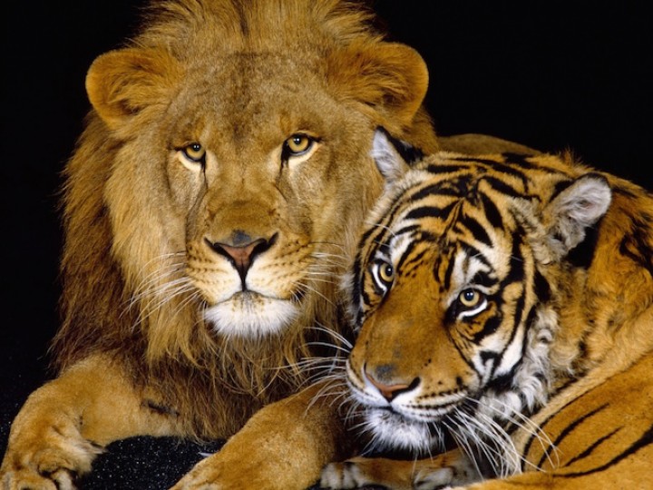 «Тигры», «кошки» и «львы» (TIGRs, CATS и LIONs)